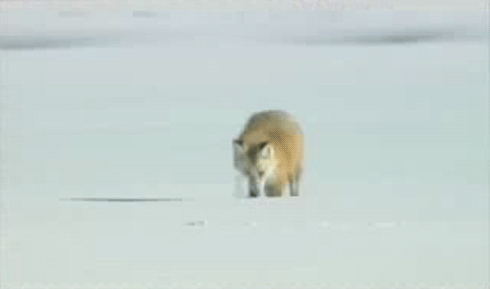 Afbeeldingsresultaat voor fox jumping in snow gif